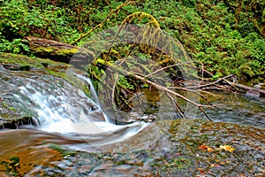 The Lower McDowell Creek, Oregon