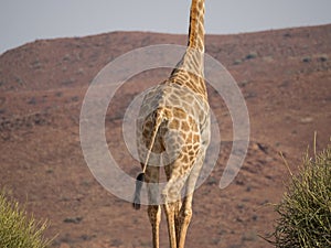 Lower part of African giraffe in front of rocky mountain, Palmwag Concession, Namibia, Africa