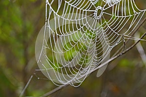 Lower part of empty spiderweb with dew drops.