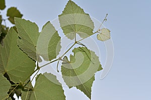 Lower part of the leaf