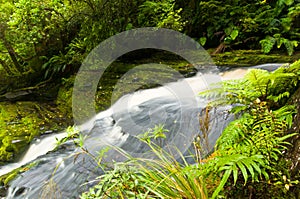 Lower part of Mac Lean Falls in the Catlins