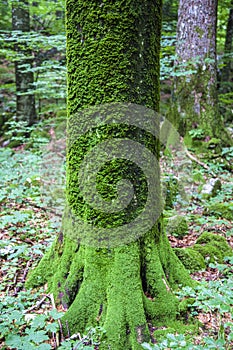 Lower part of spruce trunk