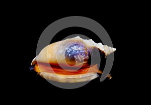 Lower part of tropical shell Strombus aratrum