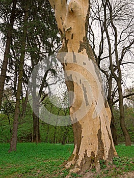 Lower part of the trunk of an old plane tree or Platanus