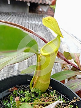 The Lower Pitcher of Nepenthes mirabilis Lampia