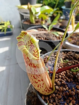 Lower Pitcher of Nepenthes northiana