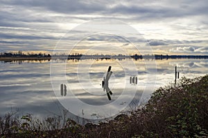 Lower Pitt River posts in reflective water in Coquitlam