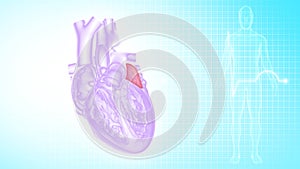 Function of Left Atrium of Human Heart photo