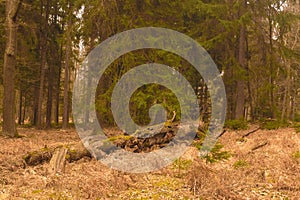 Lower silesia Forest Bory DolnoÅ›lÄ…skie in Poland