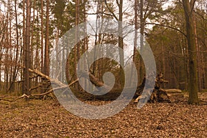 Lower silesia Forest Bory DolnoÅ›lÄ…skie in Poland