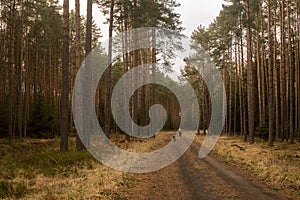 Lower Silesia forests Bory Dolnoslaskie in Poland photo