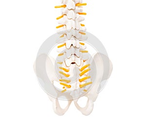 Lower spine coccyx and sacrum on a white background, isolate. Tailbone anatomy, disease coccygodynia photo