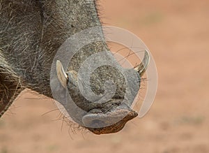 Lower tusks of a common warthog
