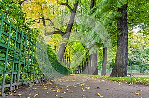 Lower view of autumn trees in Summer Garden in Saint-Petersburg