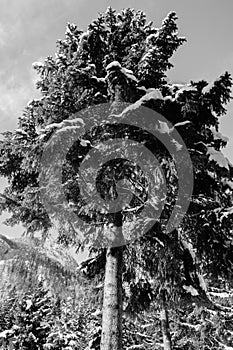 Lower view on high snowy pine tree in black and white