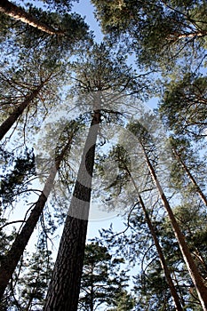 Lower view of the tops of tall slender pines