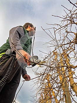 Lower view of young man in straw hat pruning fruit trees in winter with electric shears