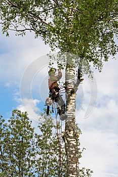 Lowering a large branch on a rope