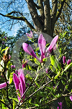 lowers of Magnolia liliiflora photo