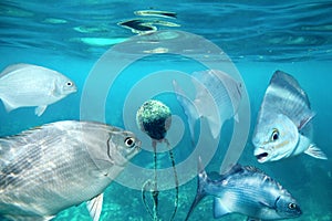 Lowfin chub fishes underwater around buoy