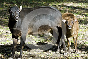 Lowland anoa (Bubalus depressicornis)