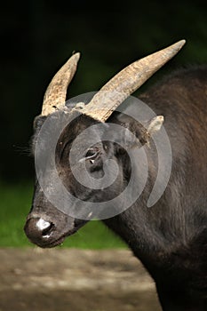 Lowland anoa (Bubalus depressicornis).