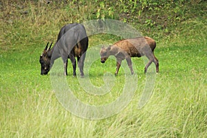 Lowland anoa