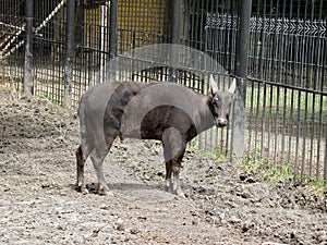 Lowland anoa in zoo