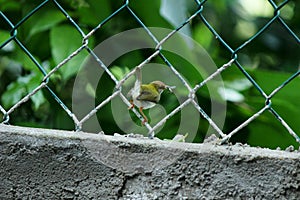 Lowland common tailorbird Orthotomus sutorius sutorius