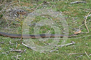 Lowland Copperhead