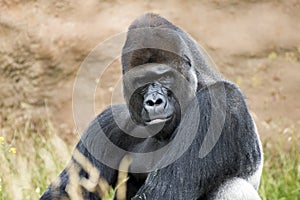 Lowland gorilla