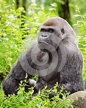 Lowland gorilla