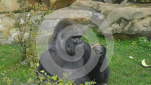 Lowland gorilla on the epic pose of solving his problems