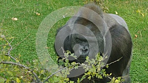 Lowland gorilla on the epic pose of solving his problems