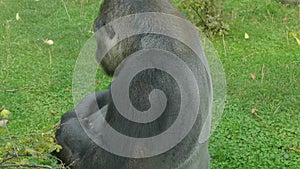 Lowland gorilla on the epic pose of solving his problems