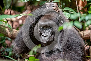 Lowland gorilla in jungle Congo. Portrait of a western lowland gorilla (Gorilla gorilla gorilla) close up at a short distance. You photo