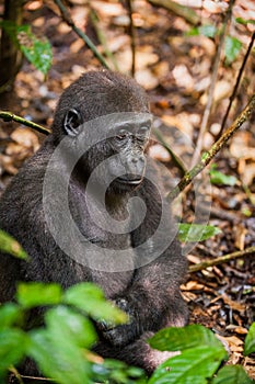 Lowland gorilla in jungle Congo. Portrait of a western lowland gorilla (Gorilla gorilla gorilla) close up at a short distance. You