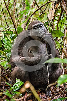 Lowland gorilla in jungle Congo. Portrait of a western lowland gorilla (Gorilla gorilla gorilla) close up at a short distance. You photo