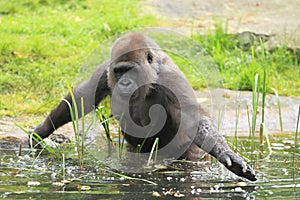 Lowland gorilla in water