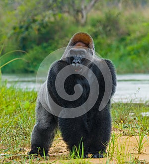 Lowland gorillas in the wild. Republic of the Congo.