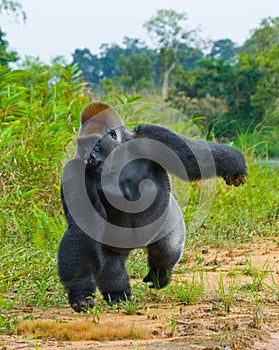 Lowland gorillas in the wild. Republic of the Congo.