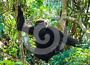 Lowland gorillas in the wild. Republic of the Congo.