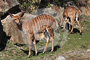 Lowland nyala (Tragelaphus angasii).