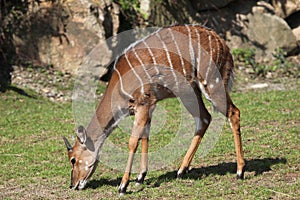 Lowland nyala (Tragelaphus angasii).