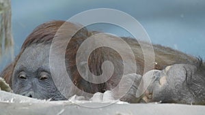 Lowland orangutan on the epic pose of solving his problems