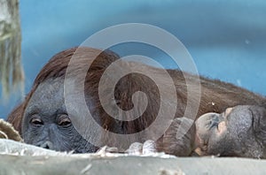 Lowland orangutan on the epic pose of solving his problems