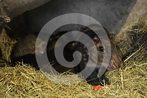 Lowland paca (Cuniculus paca) on straw ground