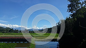 Lowland ricefields view