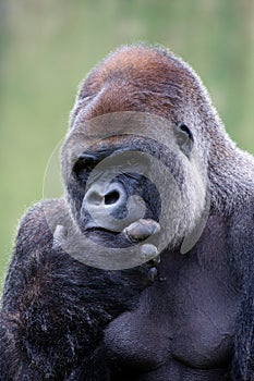 Lowland Silverback Gorilla