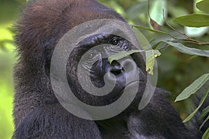 Lowland silverback gorilla